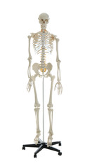 Artificial human skeleton model isolated on white
