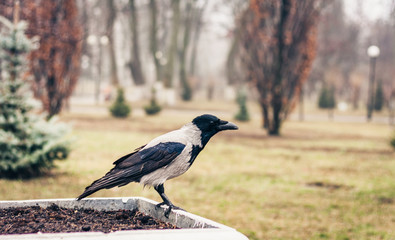 black and white crow sitting on the sidewalk in a park on an autumn day.