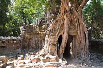 Vom Baum überwucherter Eingang zu einen Tempel