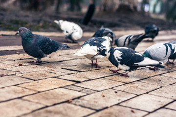 Obraz premium pigeons on the cobblestones on the sidewalk in the park on an autumn dayю