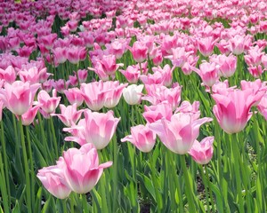 Blooming tulips in spring against the background of nature, park, flowers, season of spring, in a natural environment