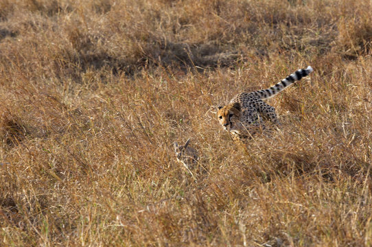 A cheetah hunting a Thomson gazelle,  Masai Mara, Kenya