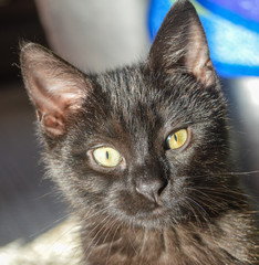 Portrait of a black cat