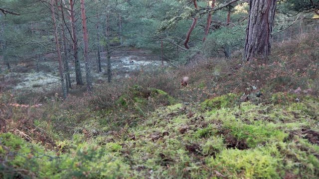 Red Squirrel, Sciurus vulgaris, wide and near shots of squirrel running/searching along forest floor for food during winter/December in Scotland.