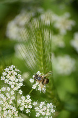 Fototapeta premium wasp, flowers and spike