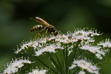 wasp, flowers and spike