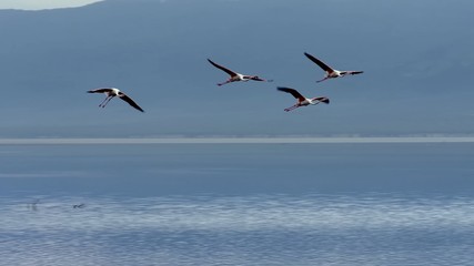 flock of birds