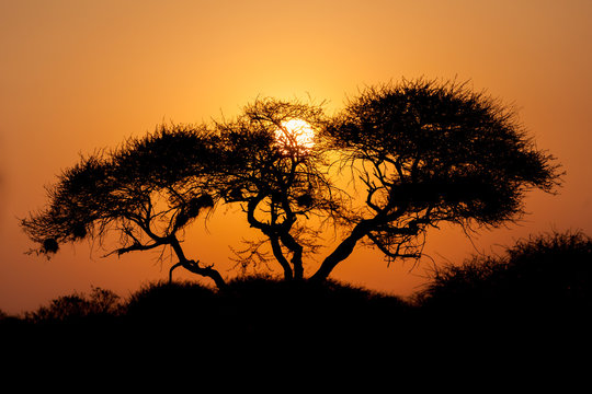 Silhouette vom Baum in Afrika