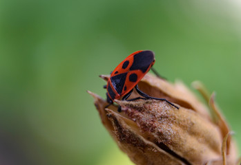 Pyrrhocoris apterus (soldier bug)