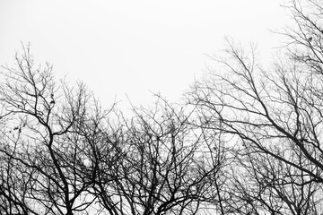 Fototapeta na wymiar Silhouettes of branches,tree without leaves.
