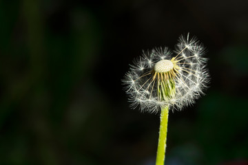 A single dandelion flower on black background with copy spacec. Wild nature blossom.