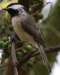 Perched Carolina Chickadee