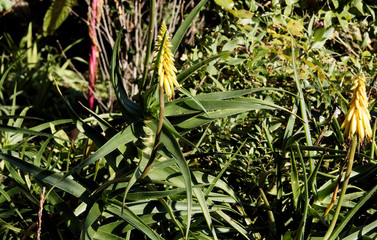 (Aloe commixta) Aloès de la Péninsule du Cap à tige florale en épis jaune aux feuilles en...