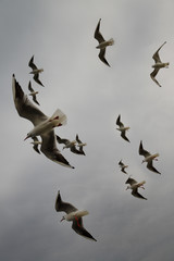 Flock of Common Black Headed Gulls in winter plumage flying over a ferry on the Dardanelles Turkey