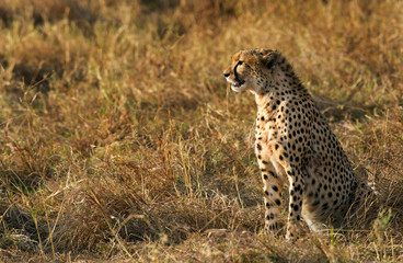 Naklejka na ściany i meble A portrait of a cheetah at Masai Mara, Kenya