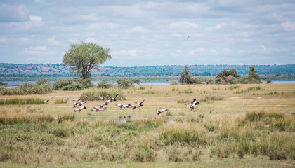 African savanna landscape with a flock of flying of crowned cranes