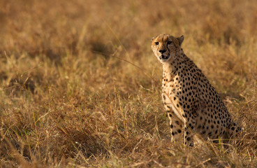 A portrait of a cheetah at Masai Mara, Kenya