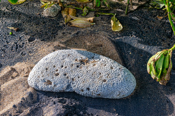 large piece of dead coral thrown onto the beach