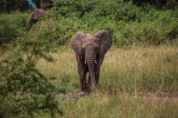 Obraz premium Little elephant standing, among the bushes and candelabra trees, against the blue mountains