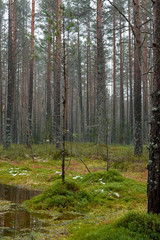 Obraz premium Cold forest