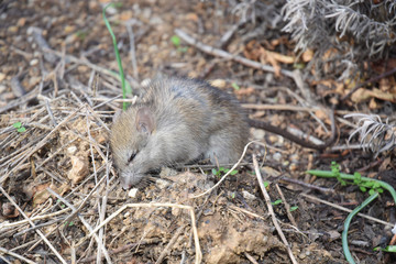 Rat des champs en train de manger