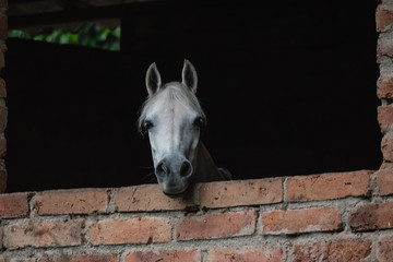 caballo mirando