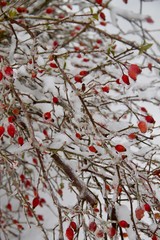 red berries in snow