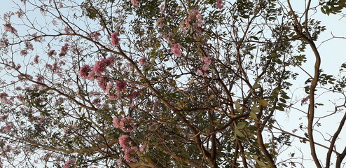 tree in blossom