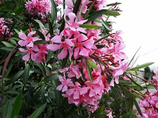 Flowers and leaves of Nerium Oleander shrub.  Nerium Oleander is a shrub or small tree in the...