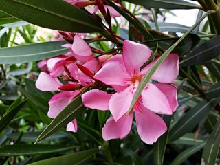 Flowers and leaves of Nerium Oleander shrub.  Nerium Oleander is a shrub or small tree in the...