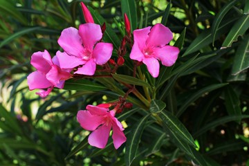 Flowers and leaves of Nerium Oleander shrub.  Nerium Oleander is a shrub or small tree in the...