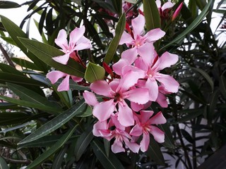 Flowers and leaves of Nerium Oleander shrub.  Nerium Oleander is a shrub or small tree in the...