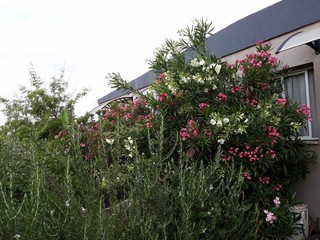 Nerium Oleander bushes with beautiful pink and white flowers. Nerium Oleander is a shrub or small...