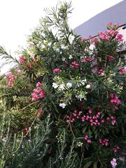 Nerium Oleander bushes with beautiful pink and white flowers. Nerium Oleander is a shrub or small...