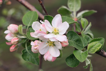 Fototapeta premium Flowering apple tree. Apple tree flowers close-up. Spring.