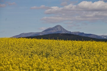 field of yellow flowers