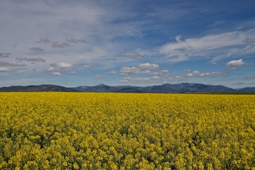 field of oilseed r