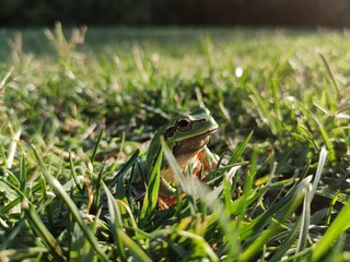 frog in the grass