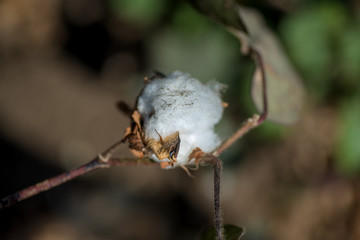 Cotton farm field, Close up of cotton balls and flowers.
