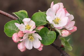 Flowering apple tree. Apple tree flowers close-up. 