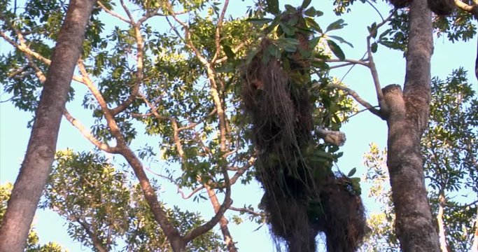 Polybia Liliaceae Wasp Nests & Bird’s Nests, Brazil: The River of the Dead, Xingu River, the Pantanal, Mato Grosso, Amazon Rainforest, Amazon River, Northern Brazil, Brazil