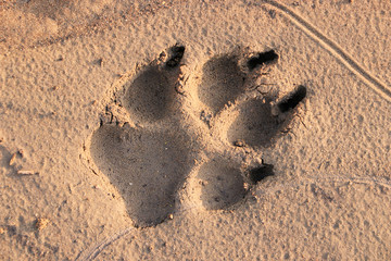 Wolf track on dry ground. Close-up.