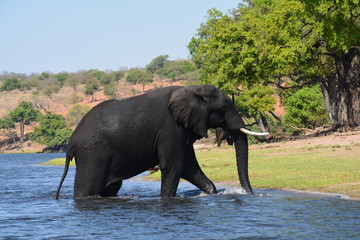 Eléphant Chobe National Park Botswana