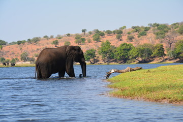 Eléphant Chobe National Park Botswana