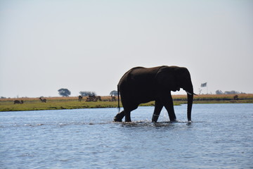 Obraz premium Eléphant Chobe National Park Botswana