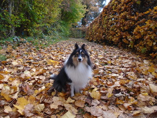 Dog in autumn leaves