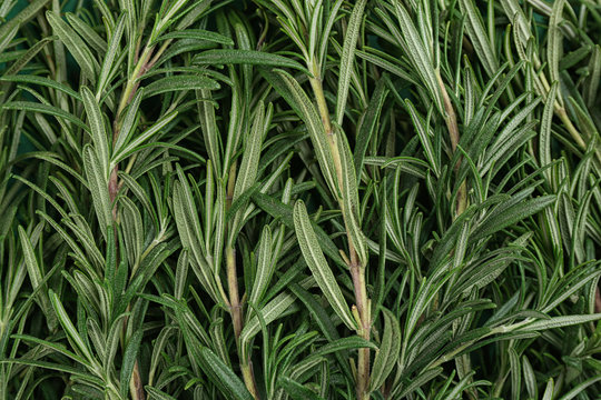 Fresh organic rosemary as background, top view