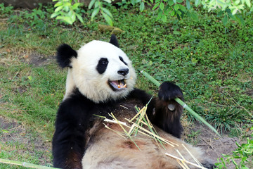 Panda géant qui s'alimente