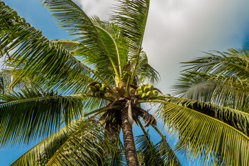 Beautiful Cocos nucifera palm with a group of coconuts is on the blue sky background