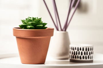 Beautiful succulent on white table, space for text. Home plant